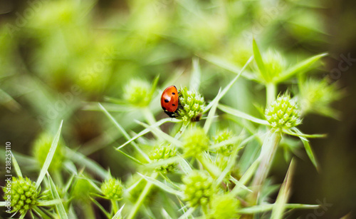 Macro side view of a red ladybug on the elytron, in a green inflorescence. Ladybug on green leaf background.
