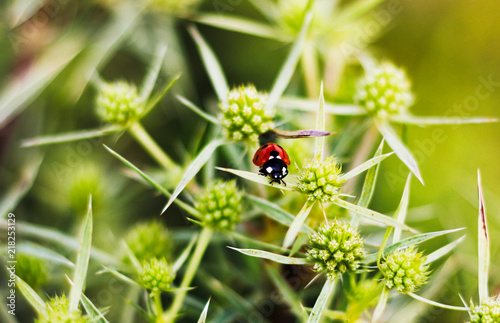 Macro view straight of a red ladybug on the elytron, in a green inflorescence. Ladybug on green leaf background.