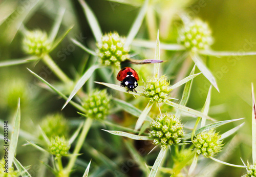 Macro view straight of a red ladybug on the elytron, in a green inflorescence. Ladybug on green leaf background.