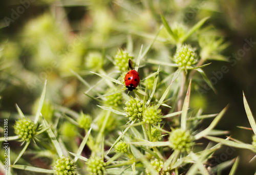 Macro top view of a red ladybug on the elytron, in a green inflorescence. Ladybug on green leaf background.
