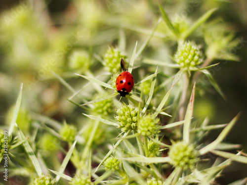 Macro top view of a red ladybug on the elytron, in a green inflorescence. Ladybug on green leaf background.