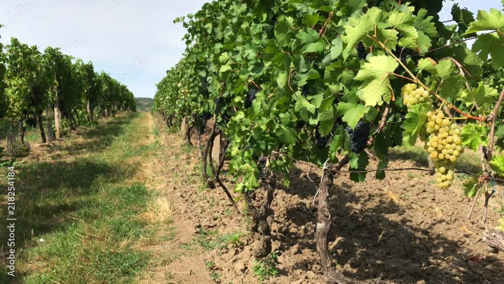Green rows of ripe handsome white and dark purple grape bunches on vine trunks growing in vineyard farm, windy and sunny day, grass on lane between grape bush lines, view by close berries to distance Green rows of ripe handsome white and dark purple grape bunches on vine trunks growing in vineyard farm, windy and sunny day, grass on lane between grape bush lines, view by close berries to distance