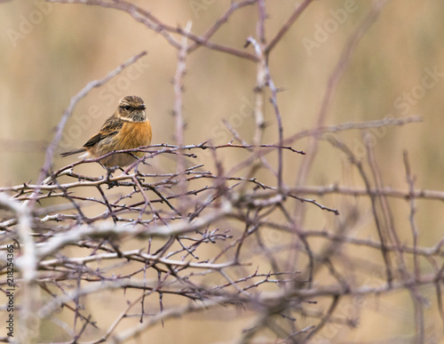 stonechat on branch