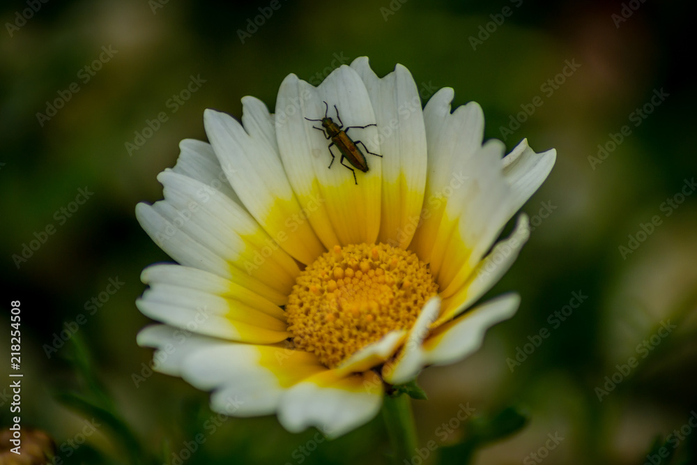 Obraz premium An insect on the flower
