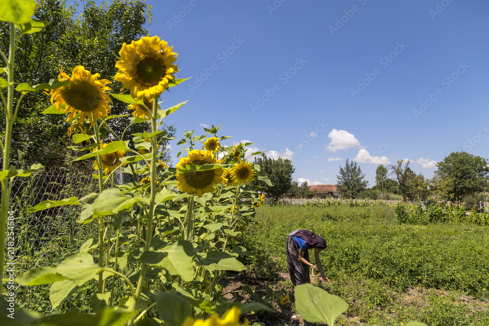 turkish peasant girl collects vegetables. Farmer life turkish peasant girl collects vegetables. Farmer life