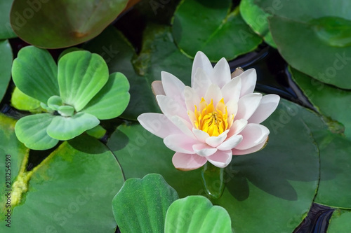 white and pink with a yellow lotus core surrounded by aquatic plants in the water, sunlight illuminates the plant, a beautiful flower in the summer,