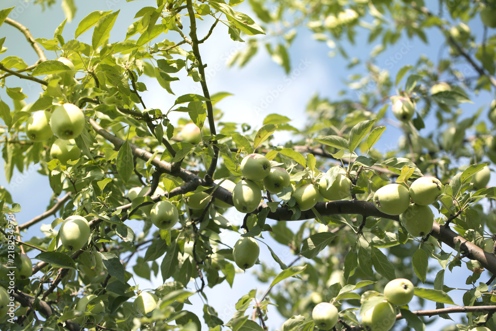 apples on an apple-tree branch in garden. apples on the tree