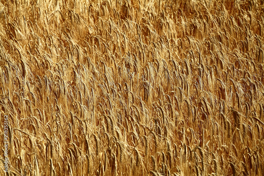 Field of golden wheat growing in a farmers field on a sunny day Field of golden wheat growing in a farmers field on a sunny day