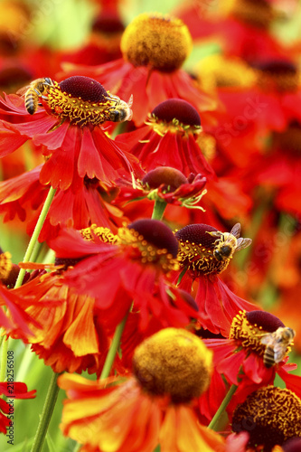 Bees pollinating helenium flowers on a warm sunny day photo