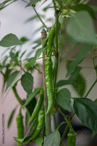 Fototapeta Naklejka Na Ścianę i Meble -  green chilli growing on plant, close up view