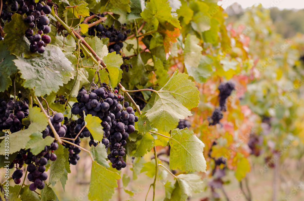blue ripe grapes in vivid colors and sunshine