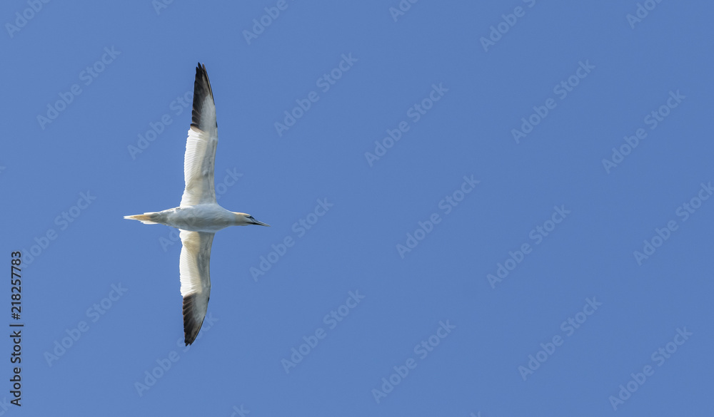 Obraz premium Gannet in Flight
