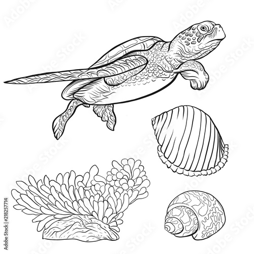 Sea collection. Original hand drawn. Vector illustration. Outline hand drawing.  Isolated on white background.