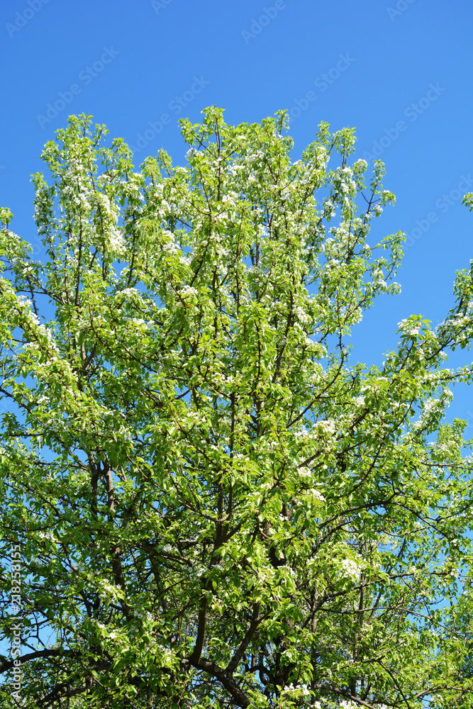 appletree, green, spring, plant, flower, tree, nature, blossom, white, garden, leaf, branch, bloom, flowers, leaves, fresh, cherry, blooming, flora, closeup, season, summer, herb, natural, bush appletree, green, spring, plant, flower, tree, nature, blossom, white, garden, leaf, branch, bloom, flowers, leaves, fresh, cherry, blooming, flora, closeup, season, summer, herb, natural, bush