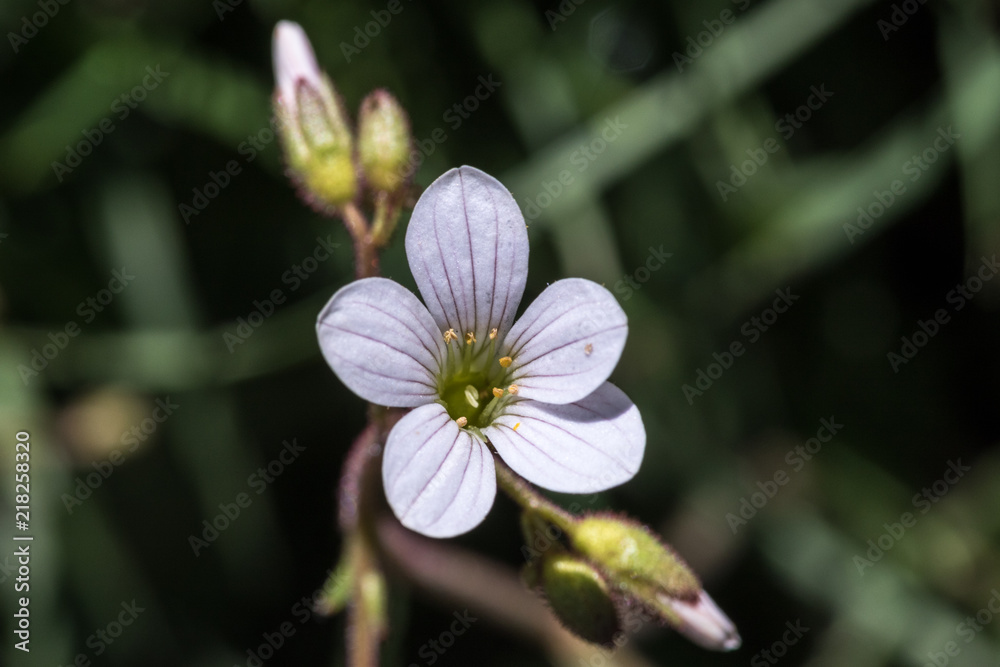 Fototapeta premium White flower