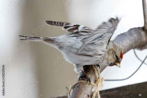 Arctic Redpoll (Acanthis hornemanni) photo