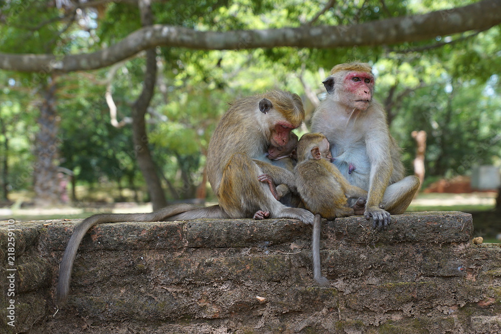 Naklejka premium Two toque macaques in Sri Lanka