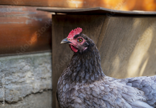Close Up Of Chicken