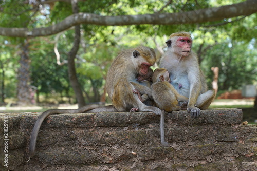 Two toque macaques in Sri Lanka © bibap