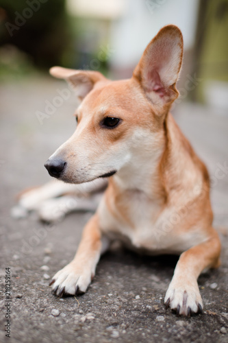 Portret leżącego psa © andsko