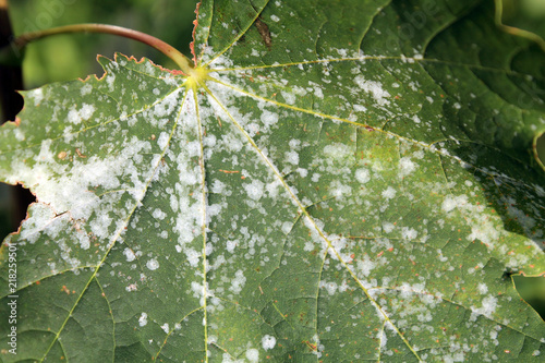 Powdery mildew on Norway Maple. Maple tree fungal disease