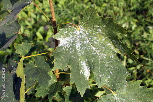 Powdery mildew on Norway Maple. Maple tree fungal disease photo