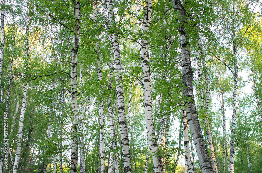 Obraz premium pnie drzew w brzozowym gaju, latem