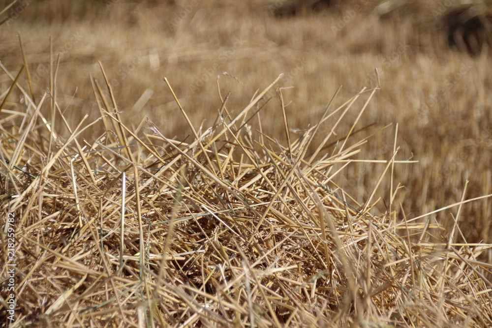 Fototapeta premium Strohreihe auf einem Stoppelfeld 