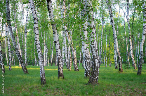 birch grove in spring, trees green foliage, horizontal composition