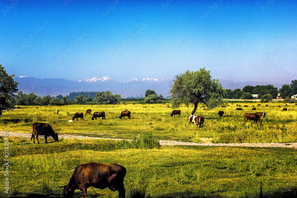 Obraz premium Cows graze in the meadow in late summer against the backdrop of mountains in Central Asia