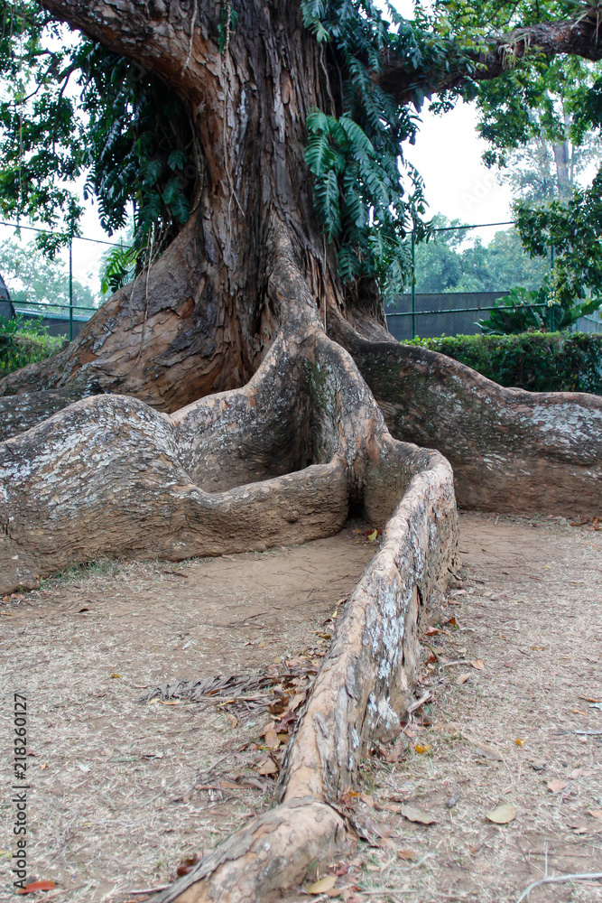 Fototapeta premium tree roots