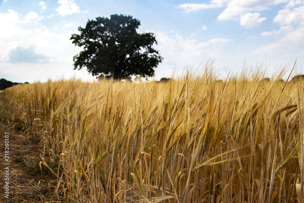 Wheat crop and tree