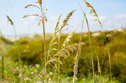 Wild Sea Oats - Coastal Beach Detail