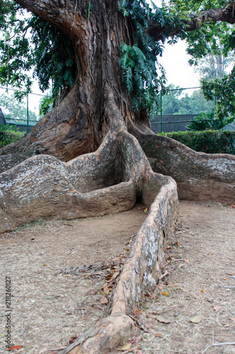 tree roots