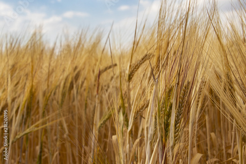 Ears of wheat in summer breeze © Dave