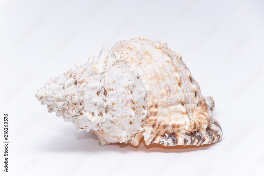 Big tropical sea shell warm ocean white Big tropical sea shell warm ocean white