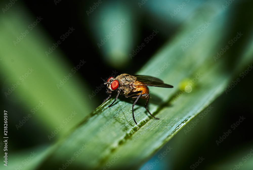 A fly in the grass/Thickets of grass. A fly sits on the grass. Nature, macro, close-up. Russia, Moscow region, Shatura A fly in the grass/Thickets of grass. A fly sits on the grass. Nature, macro, close-up. Russia, Moscow region, Shatura