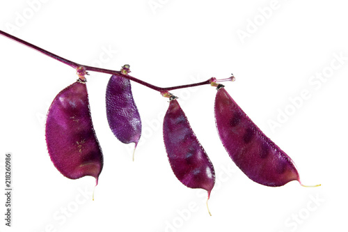 Purple fruit of Lablab purpureus or hyacinth bean isolated on white background