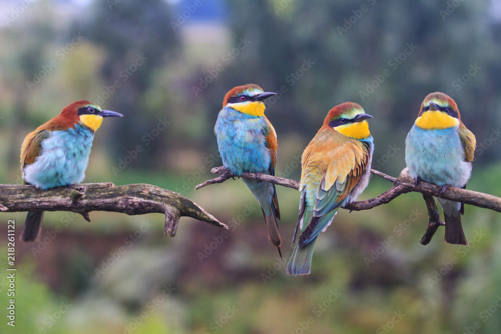 wild colored birds rest on the branches wild colored birds rest on the branches