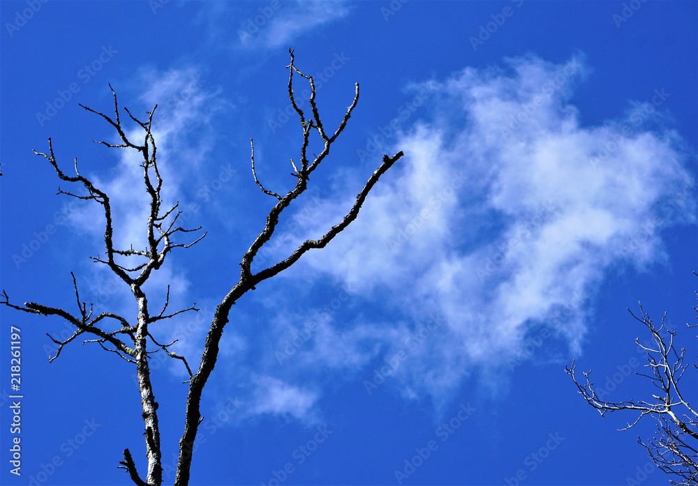 Silhouette of the tip of the tree against sky on the background, Winter in GA USA. Silhouette of the tip of the tree against sky on the background, Winter in GA USA.