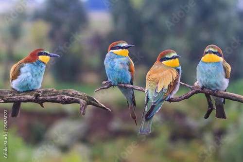 wild colored birds rest on the branches