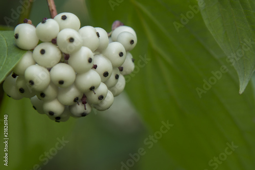 Svidina dogwood white telikraniya Cornus alba berries photo