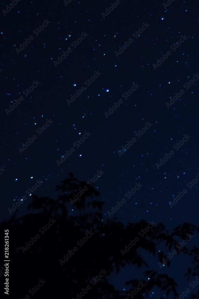 Long exposure night photo. A lot of stars with trees on foreground. Far from the city. Night landscape.