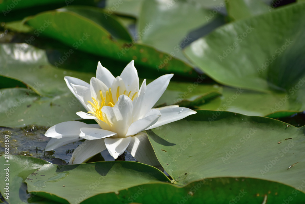 Water lily in the Danube Delta Biosphere Reserve, Romania, Europe Water lily in the Danube Delta Biosphere Reserve, Romania, Europe