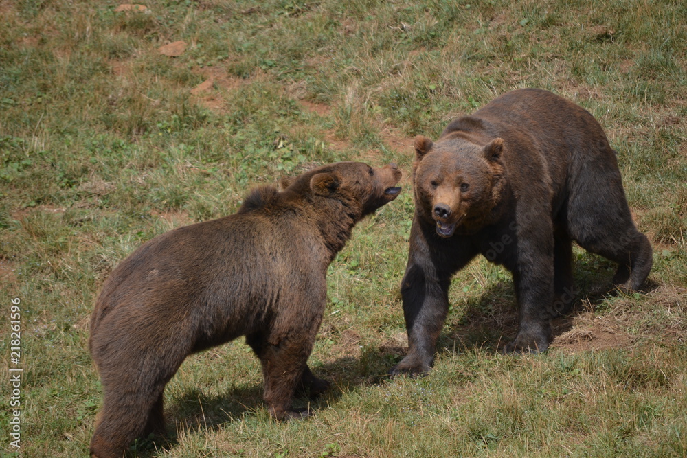 Fototapeta premium Osos en Cabarceno, Cantabria