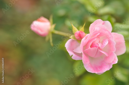 gros plan avec une petite rose et son bourgeon vue d en haut sur fond de v  g  tation et couleurs d  licates