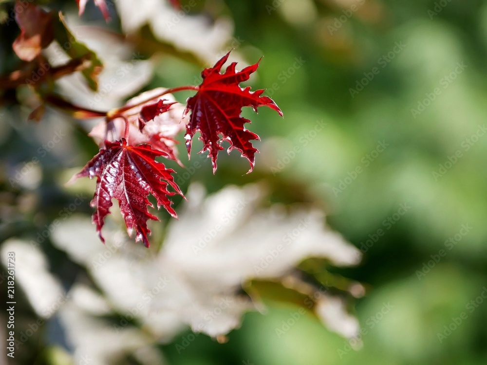 Branch with young maple leaves on a background of a green park, day, season, summer, autumn Branch with young maple leaves on a background of a green park, day, season, summer, autumn