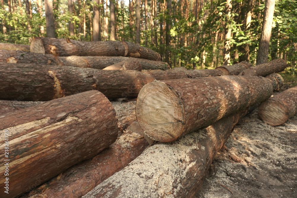 Obraz premium A pile of pine wood in the forest. Logs stacked along in a forest. Season of the summer. 