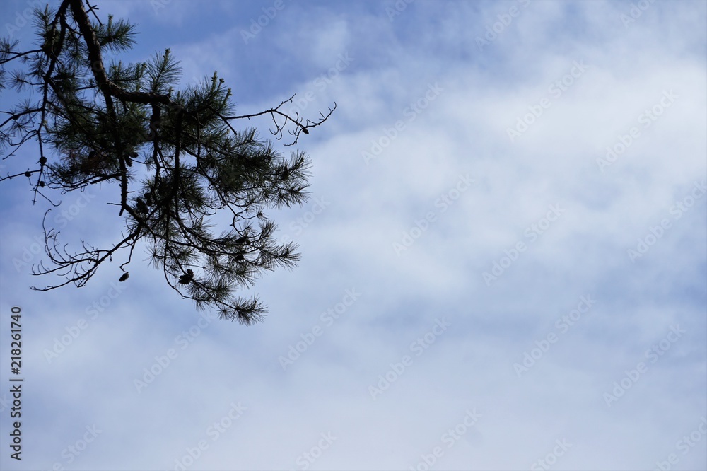 Obraz premium Silhouette of the tip of the tree against the fluffy clouds and blue sky on the background, Spring in GA.