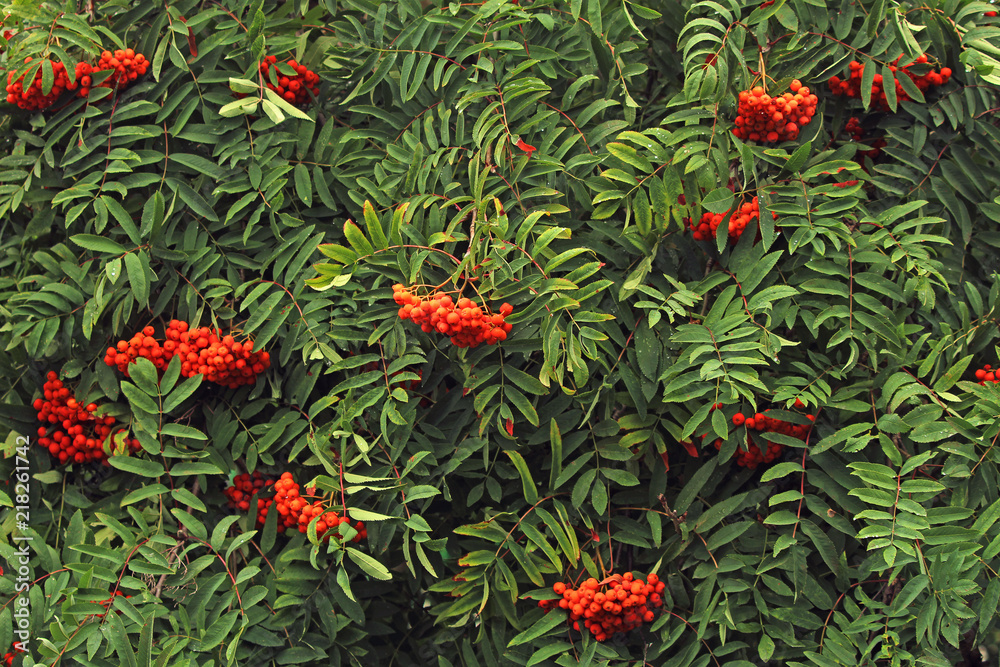 cluster of mountain ash on the branches of a tree